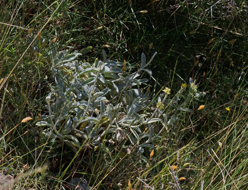 Image of ironwort