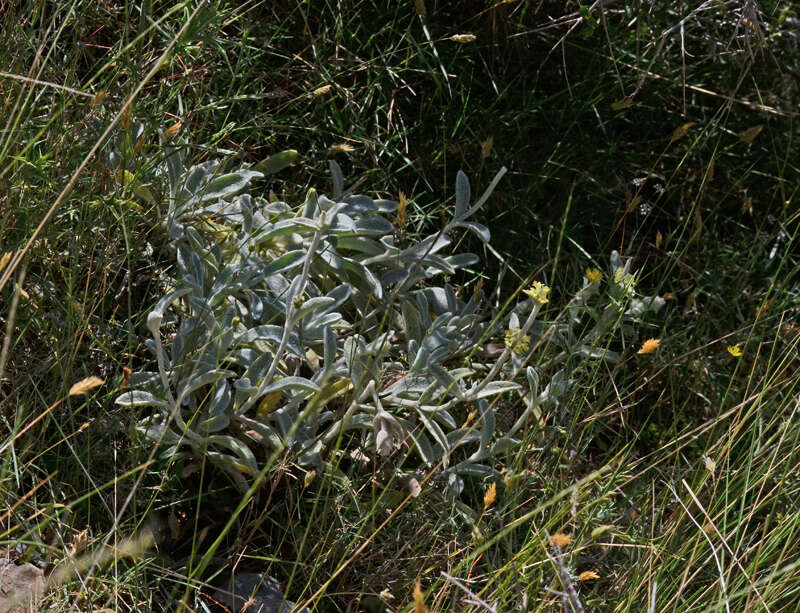 Image de Sideritis syriaca L.