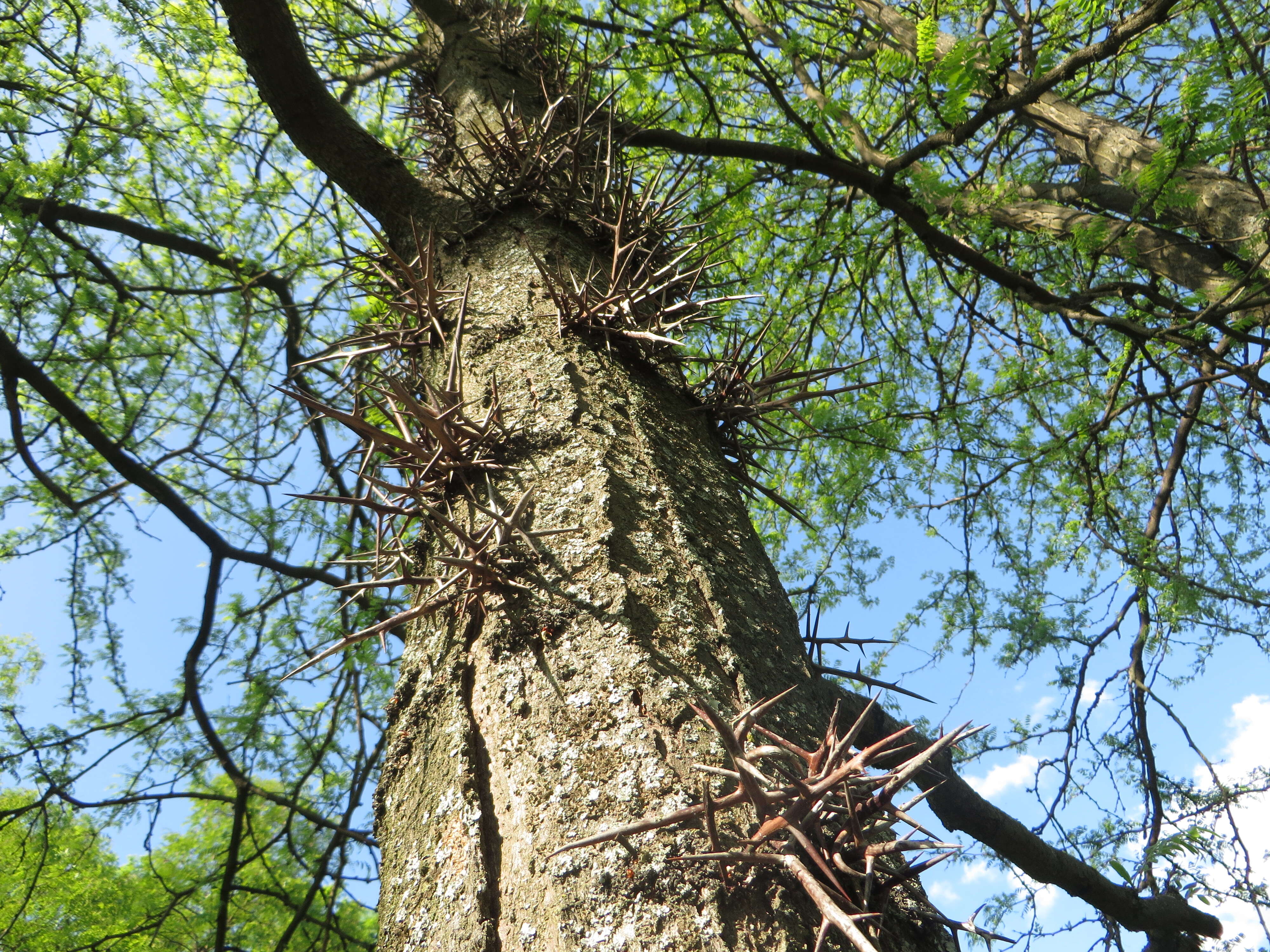 Plancia ëd Gleditsia triacanthos L.