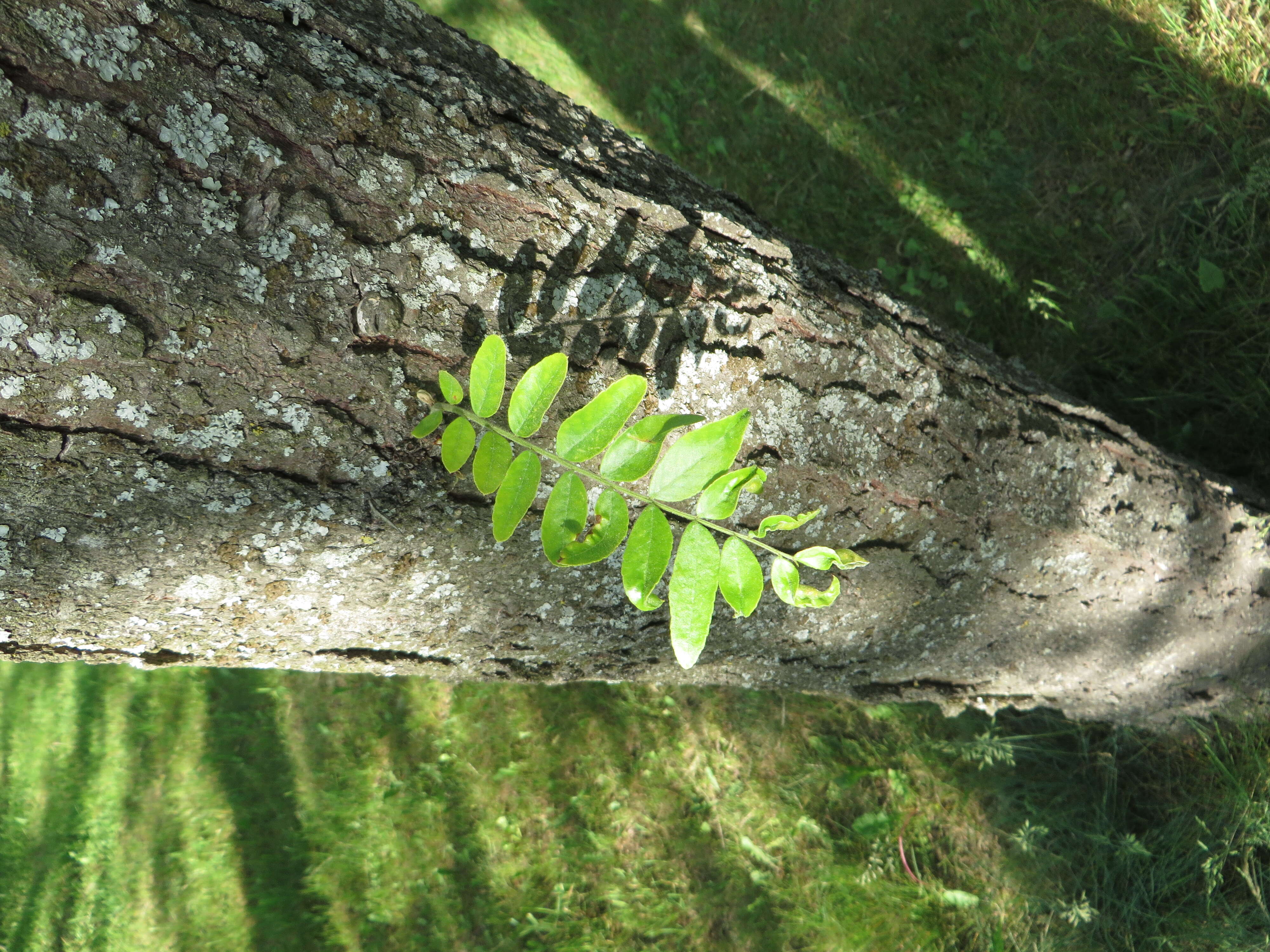 Plancia ëd Gleditsia triacanthos L.