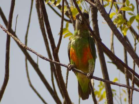 Image of Senegal Parrot