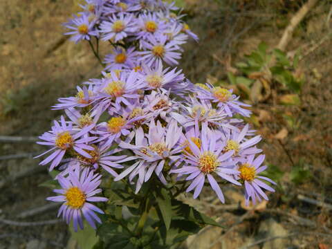 Eurybia conspicua (Lindl.) G. L. Nesom resmi