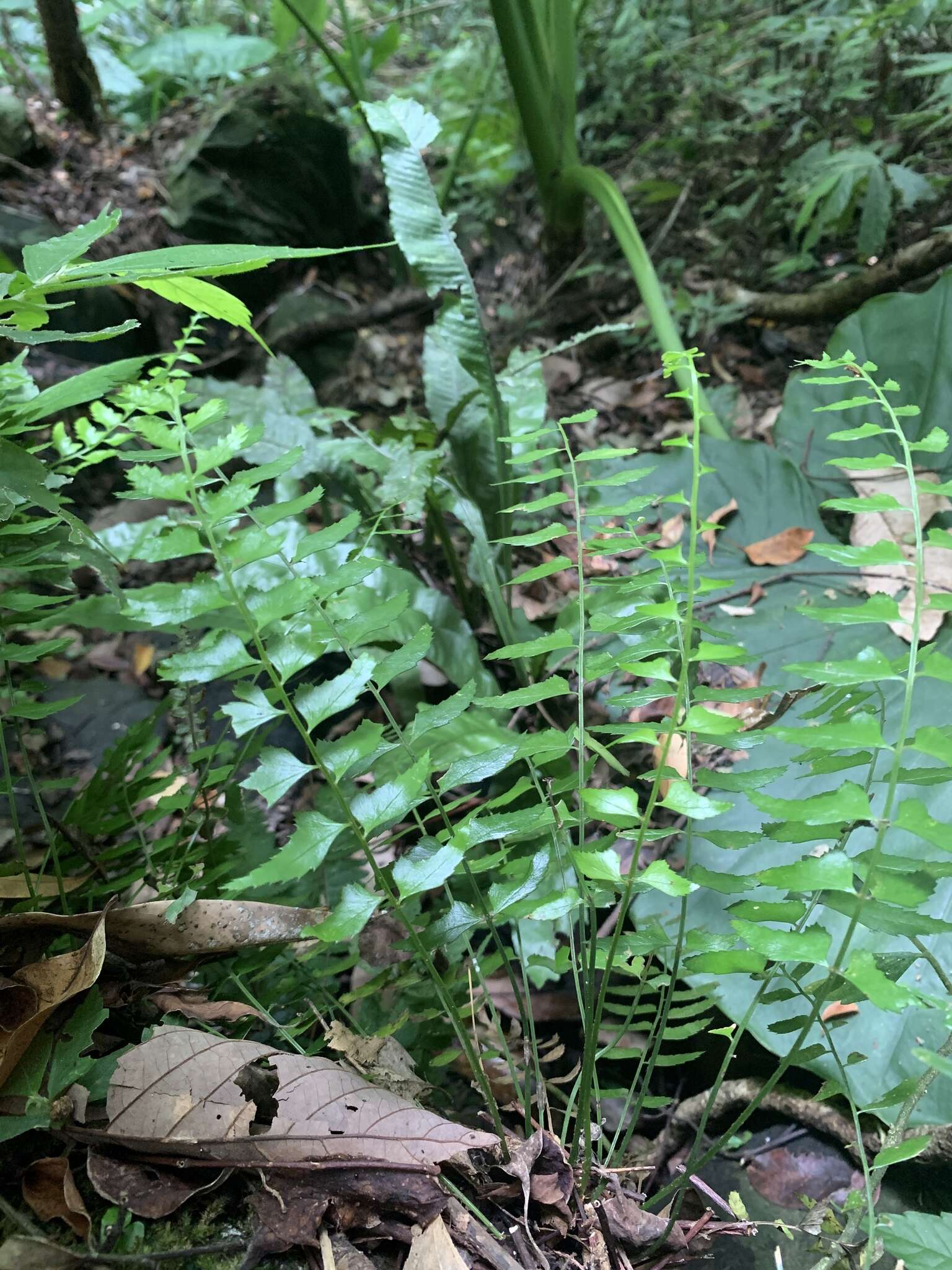 Image of Polystichum formosanum Rosenst.