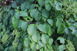 Image of Japanese climbing hydrangea