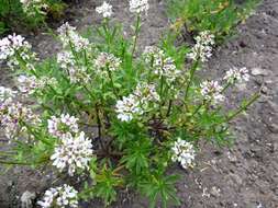 Plancia ëd Iberis sempervirens L.