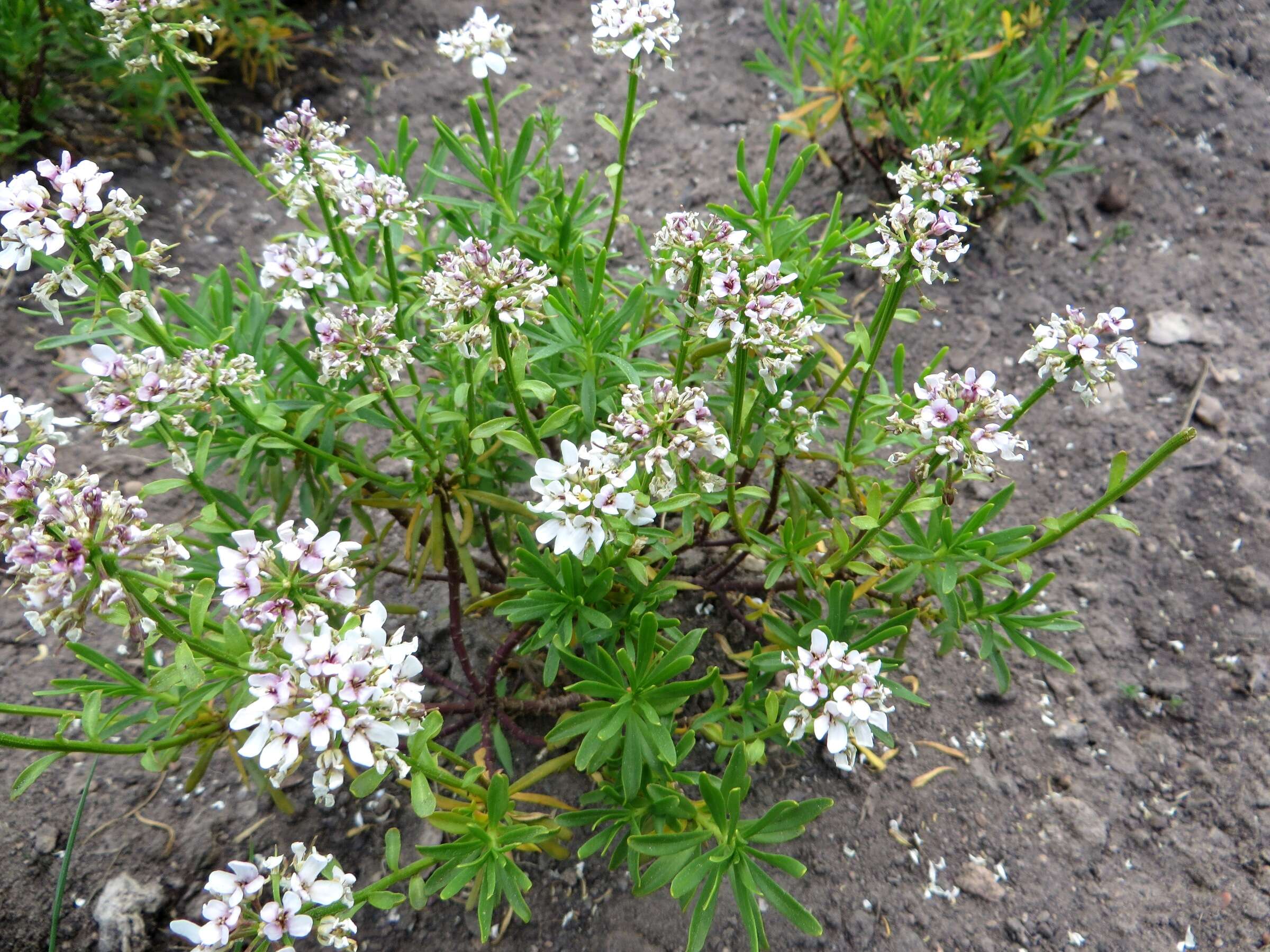 Imagem de Iberis sempervirens L.