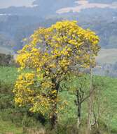 Image of Handroanthus albus (Cham.) Mattos