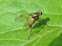 Image of Chrysopilus cristatus