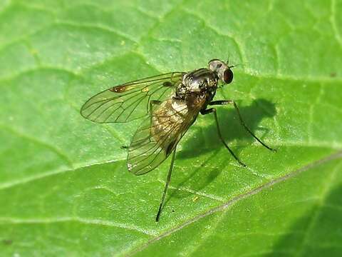 Image of Chrysopilus cristatus