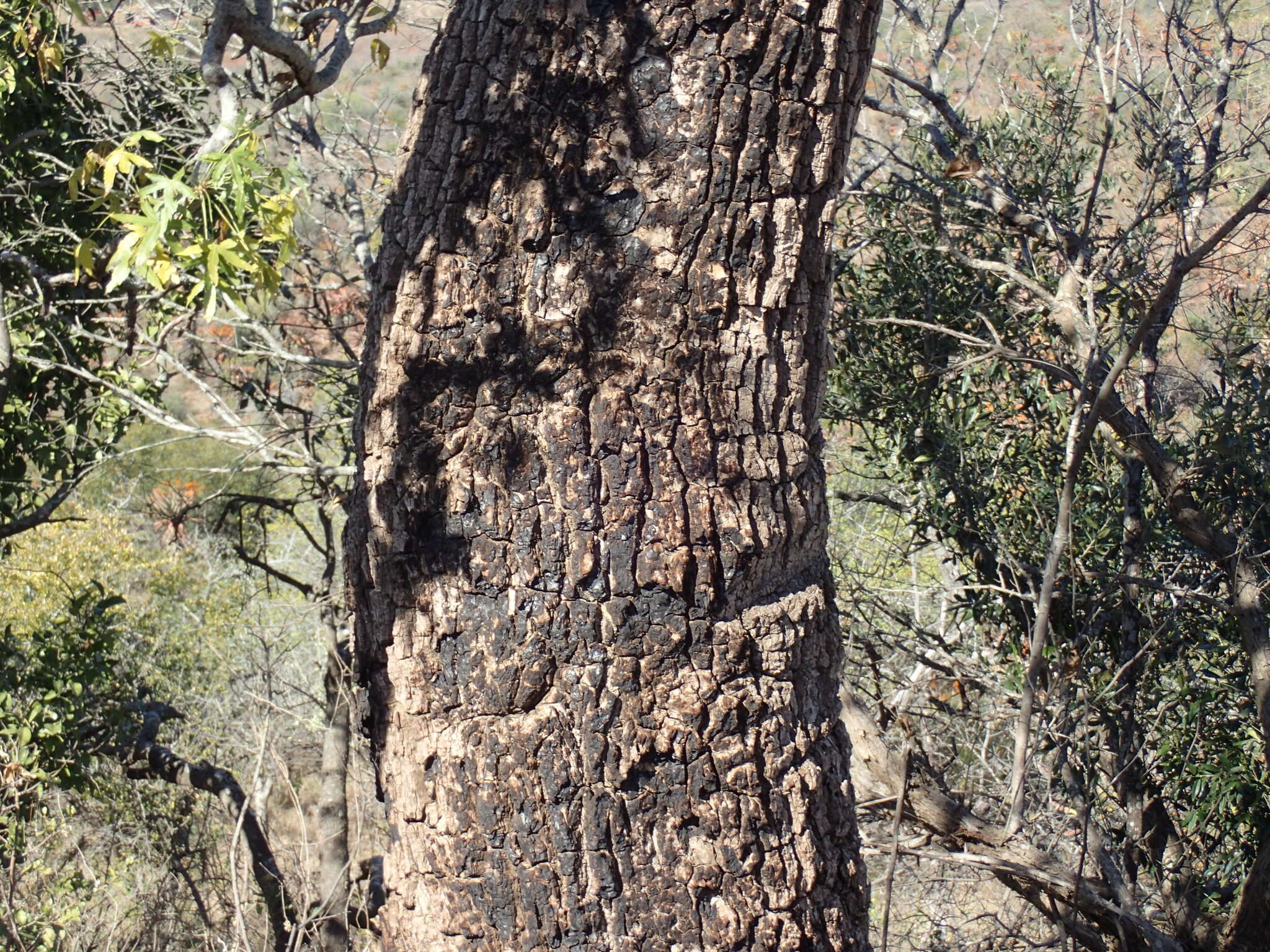 Image of Rock cabbage tree