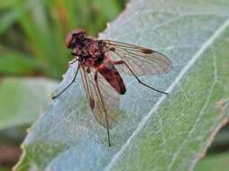 Image of Chrysopilus cristatus