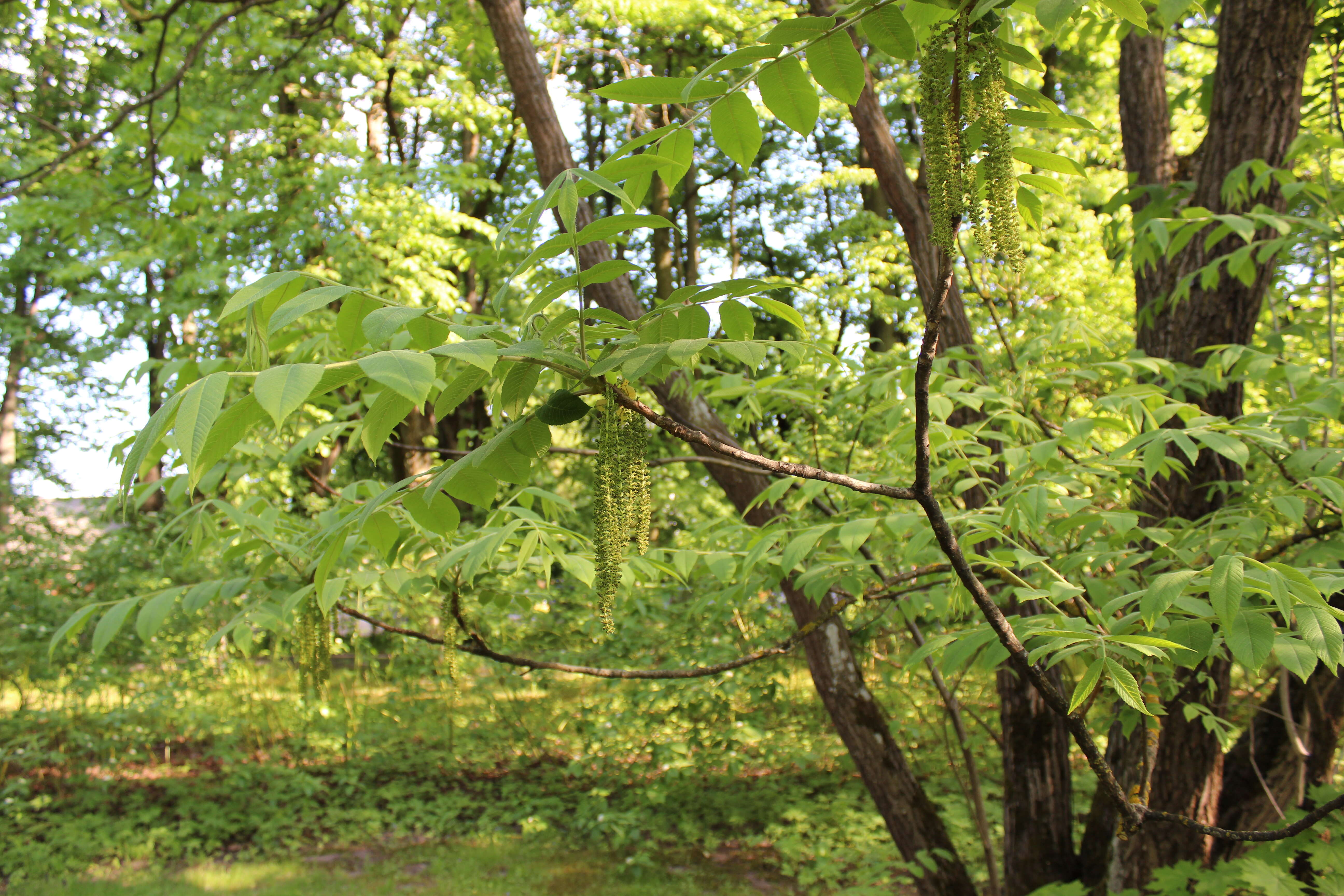 Image of Juglans ailantifolia