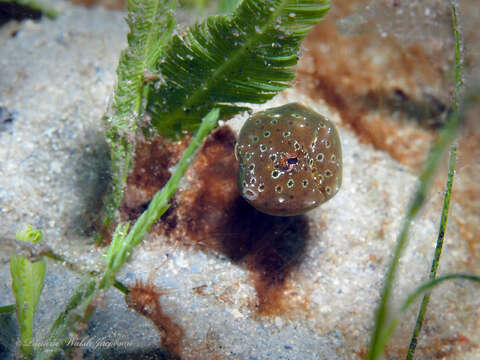 Image of Buffalo Trunkfish