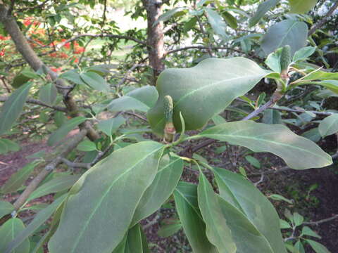 Image of Magnolia cylindrica E. H. Wilson