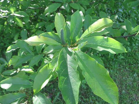 Image of Anise Magnolia