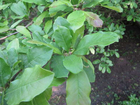 Image of Anise Magnolia