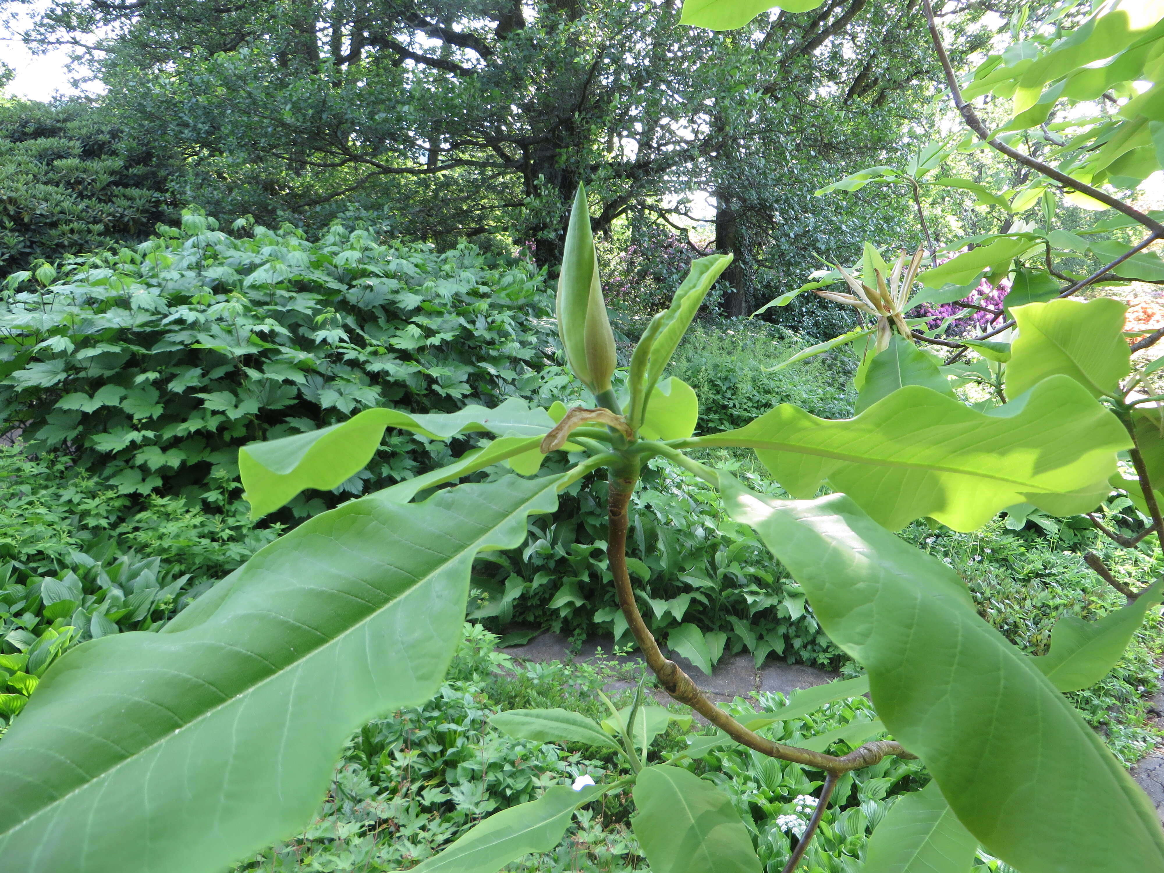 Image of Umbrella Magnolia