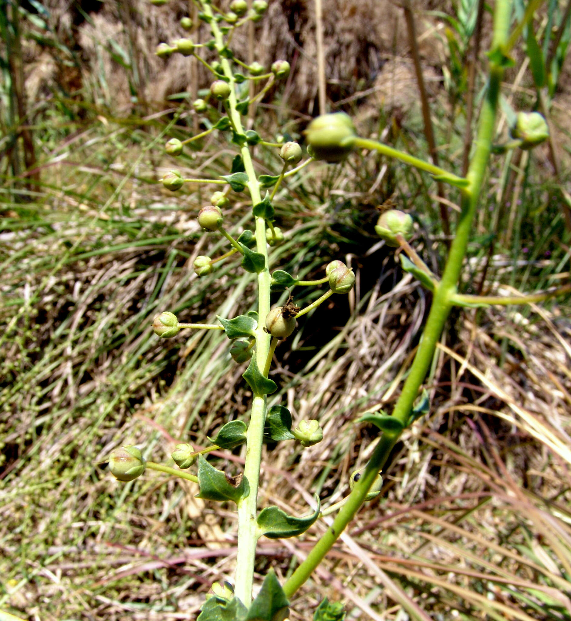 Image of Verbascum agrimoniifolium (C. Koch) Huber-Morath