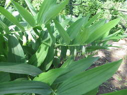 Image of Angular Solomon's Seal