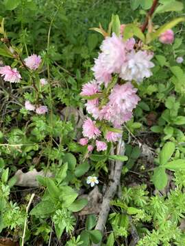 Image de Prunus glandulosa C. P. Thunb. ex A. Murray