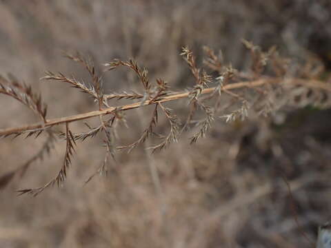 Image of Cross grass