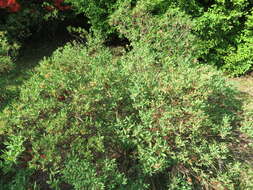 Слика од Rhododendron canadense (L.) Britton, Stern & Pogg.