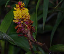 Image of Elleanthus myrosmatis (Rchb. fil.) Rchb. fil.