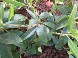 Image of piedmont rhododendron