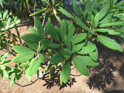 Imagem de Rhododendron fortunei T. Moore ex Lindl.