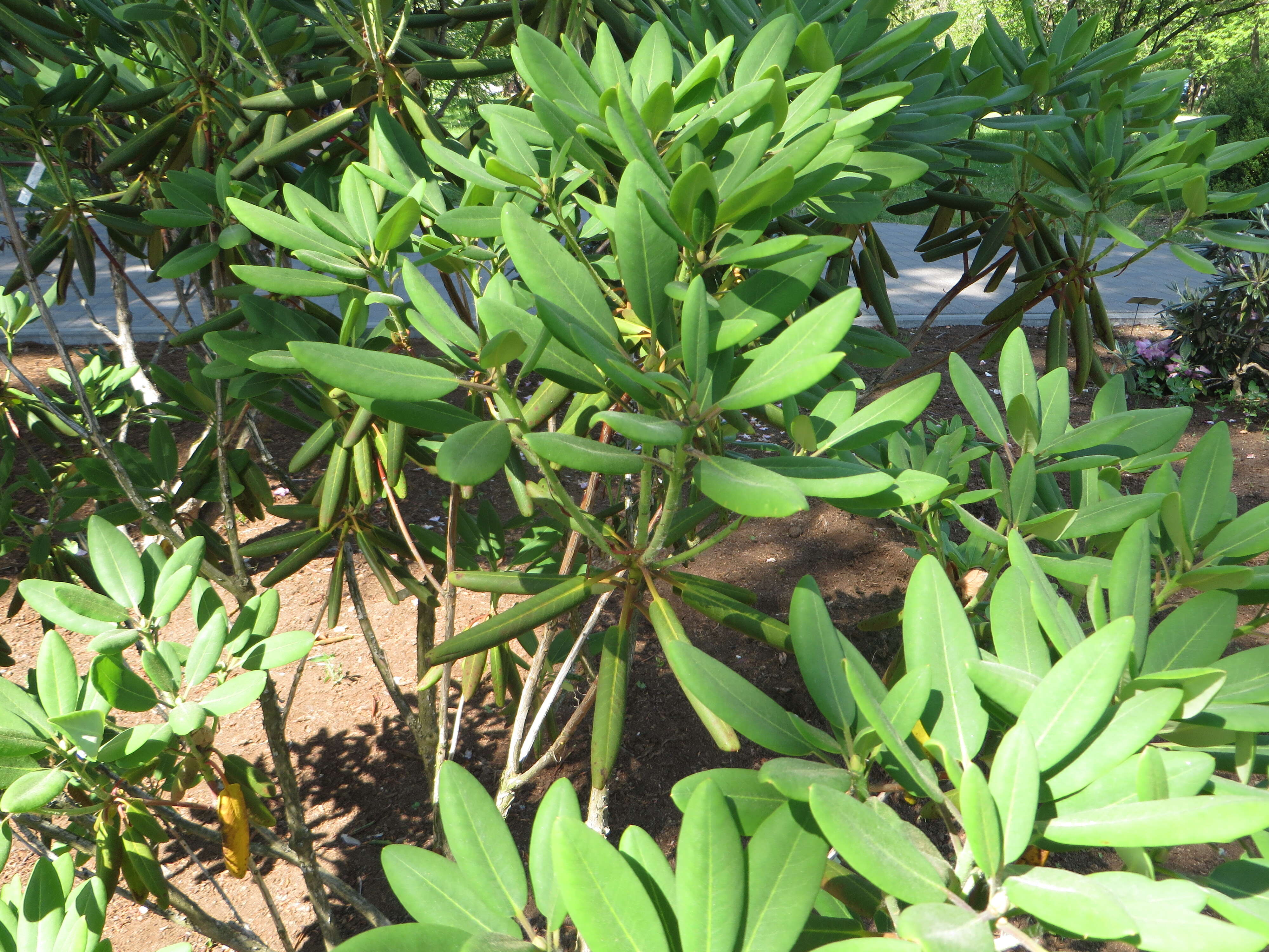 Imagem de Rhododendron fortunei T. Moore ex Lindl.