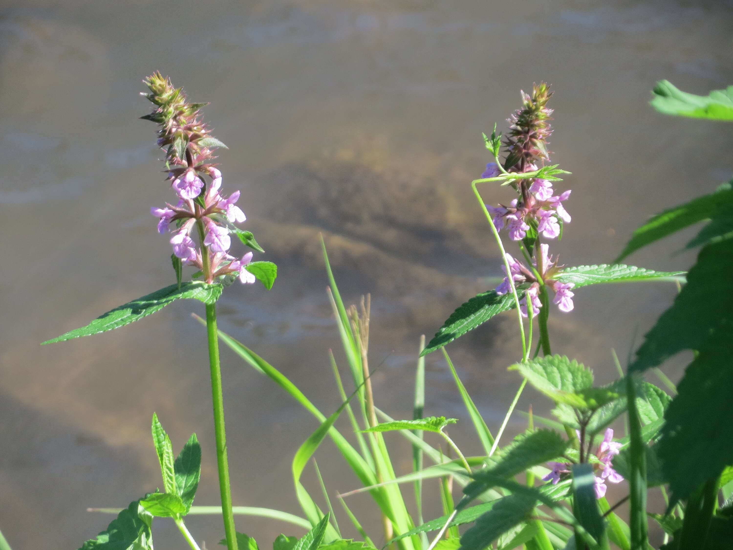 Слика од Stachys palustris L.