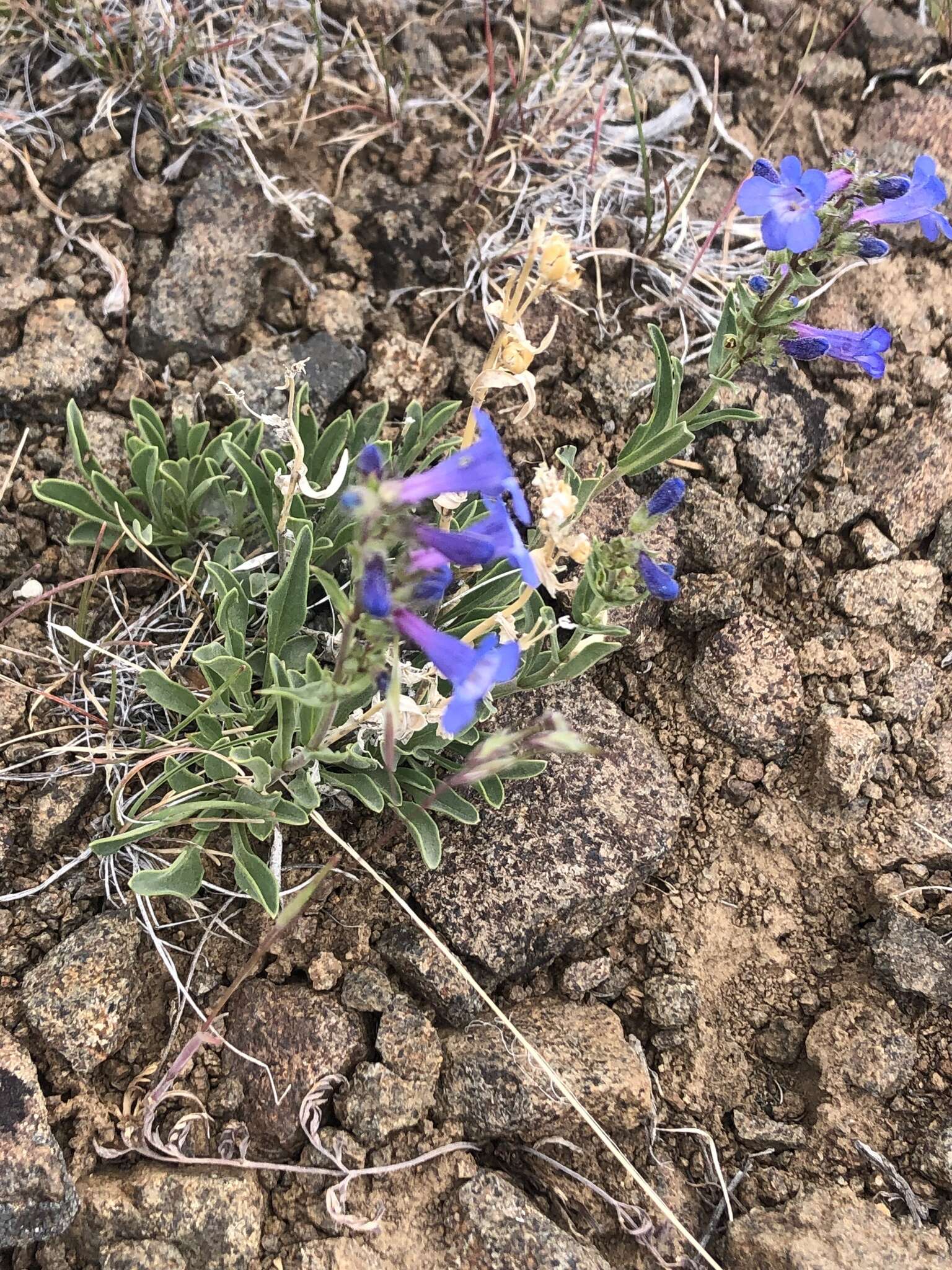 Image of stiffleaf penstemon