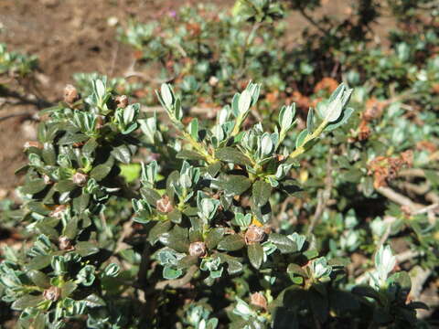 Image de Rhododendron impeditum I. B. Balf. & W. W. Smith