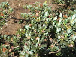 Image de Rhododendron impeditum I. B. Balf. & W. W. Smith