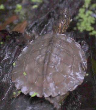 Image of Oldham’s Leaf Turtle