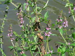 Image of Hedge-nettle