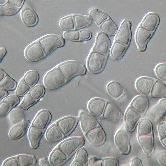Sivun Trichothecium kuva