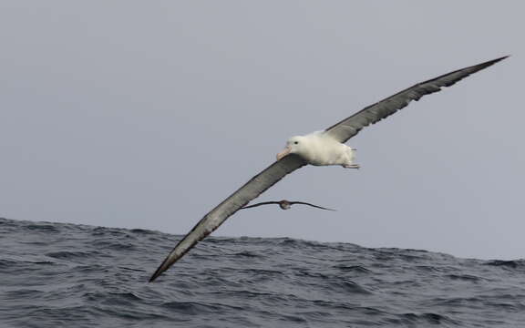 Image of Royal Albatross