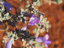 صورة Eremophila demissa Chinnock