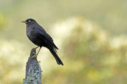 Imagem de Turdus nigrescens Cabanis 1861