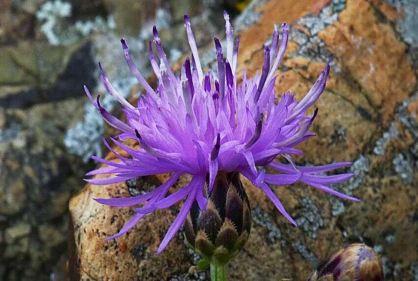 Слика од Centaurea aetaliae (Somm.) Beguinot