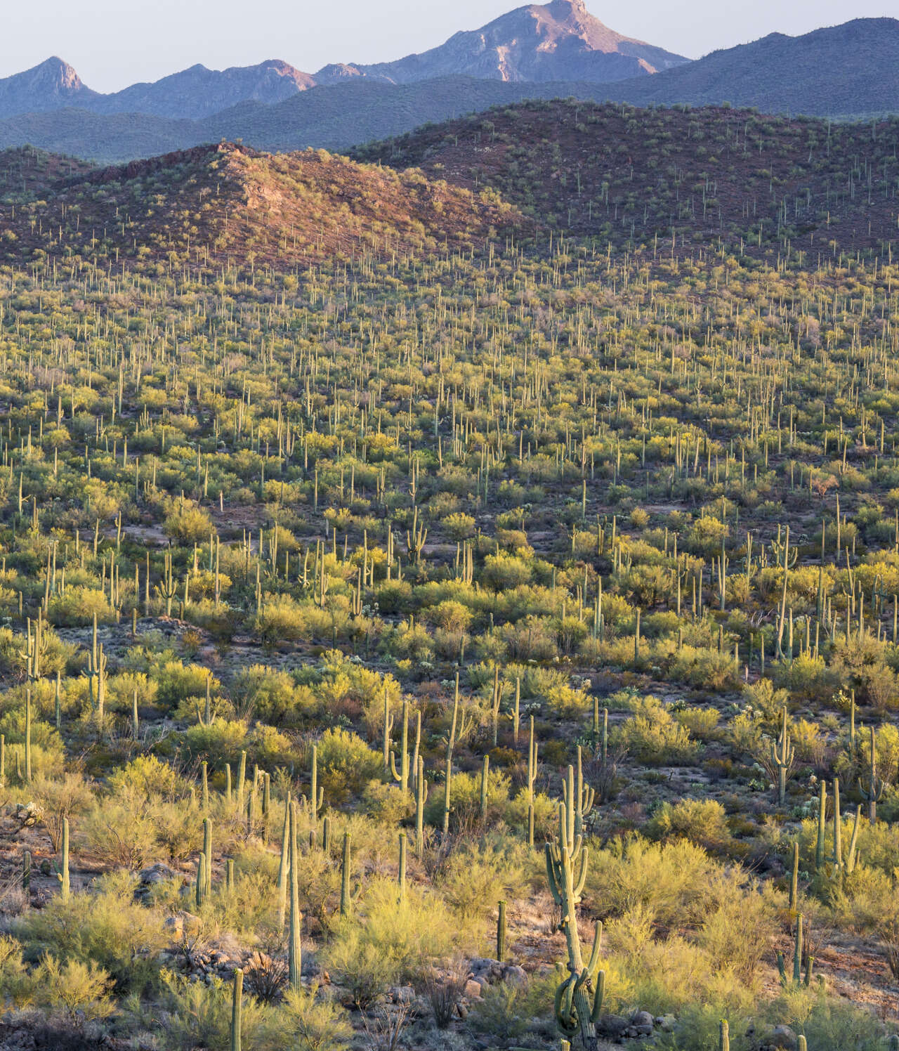 Image of yellow paloverde