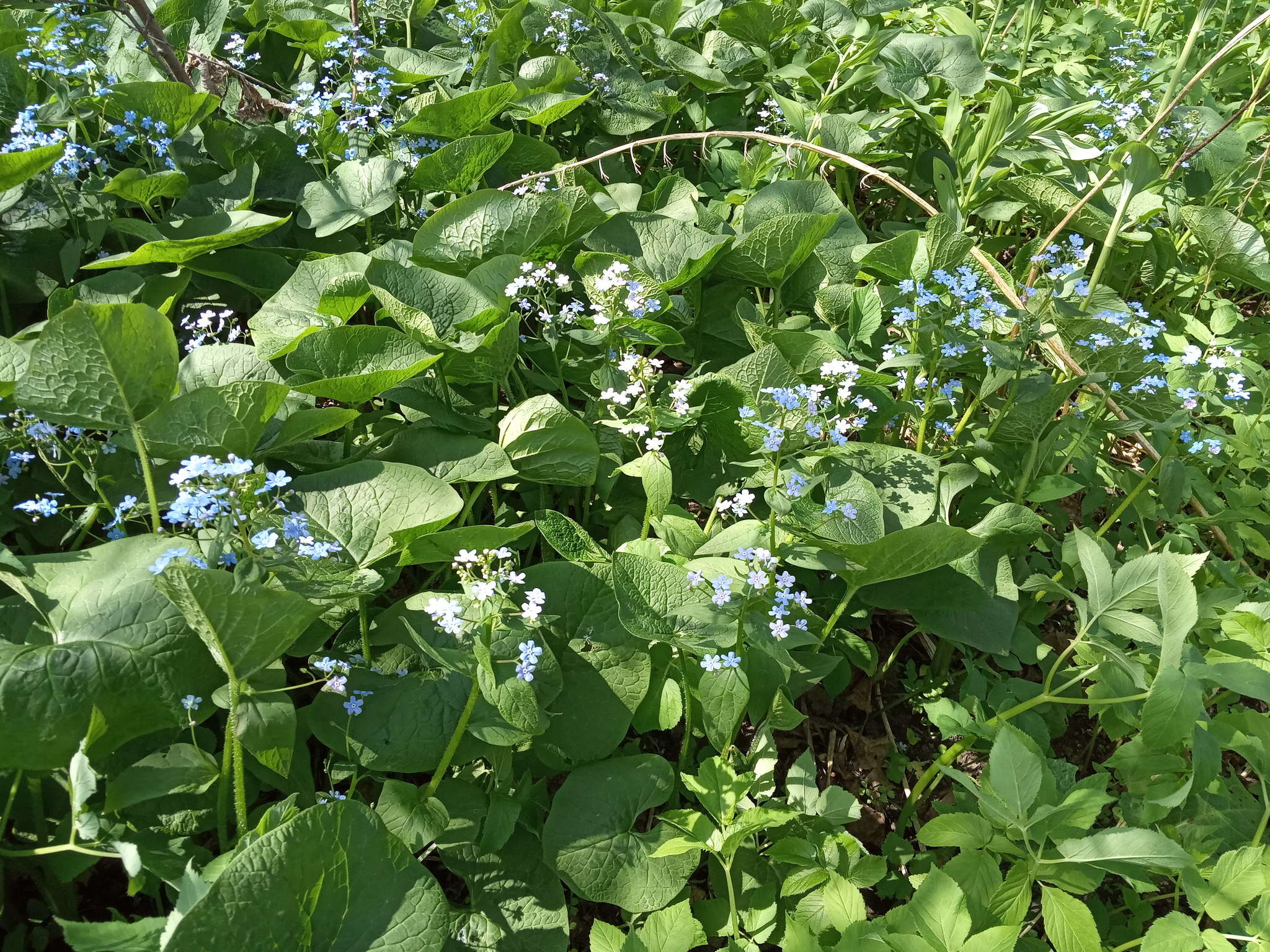 Plancia ëd Brunnera sibirica Stev.