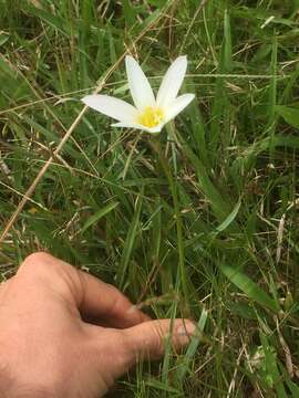 Imagem de Zephyranthes mesochloa Herb. ex Lindl.