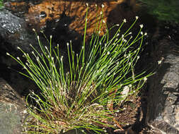 Imagem de Eleocharis limosa (Schrad.) Schult.