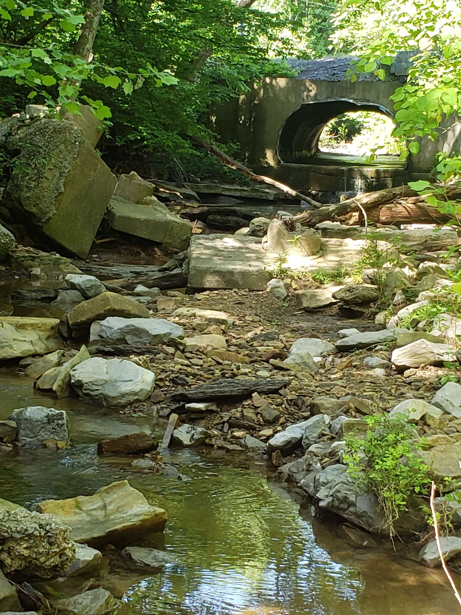 Image of Spottail darter