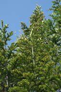 Image of Siberian Fir