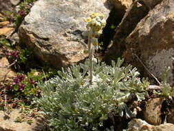 Artemisia umbelliformis subsp. eriantha (Ten.) J. Vallès Xirau & M. Oliva Brañas的圖片