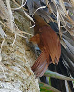 Image of Great Rufous Woodcreeper