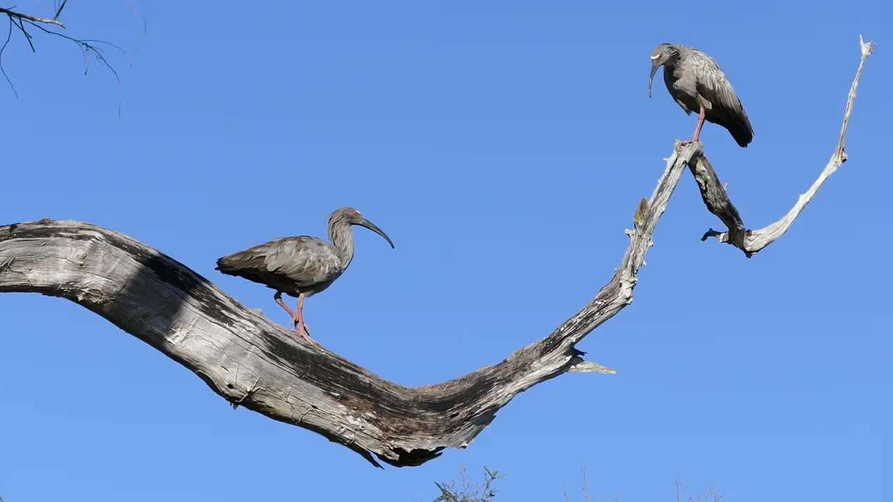 Image of Plumbeous Ibis